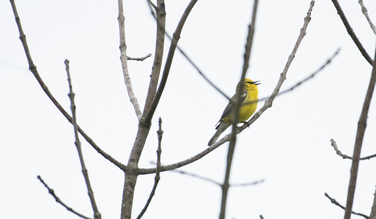 Blue-winged Warbler - ML619892070