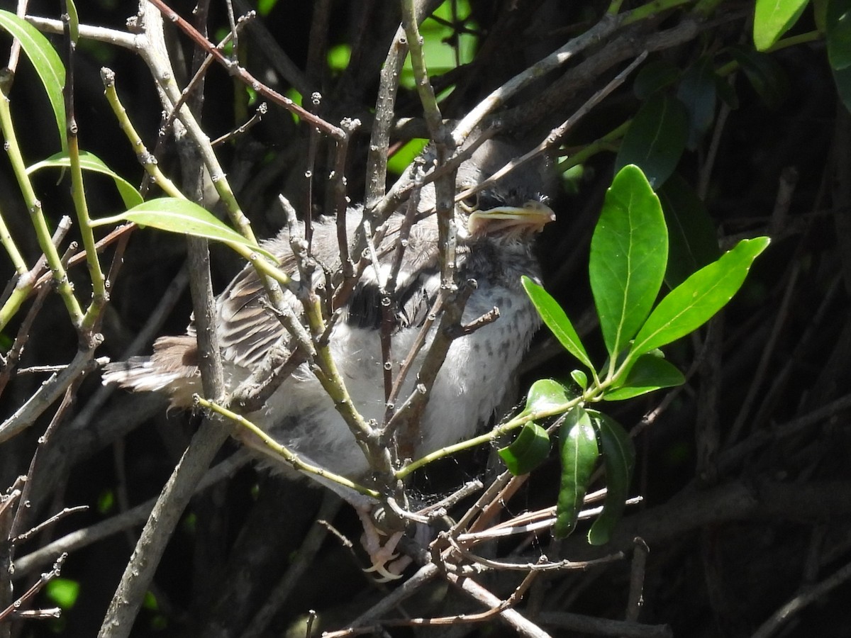 Northern Mockingbird - ML619892071