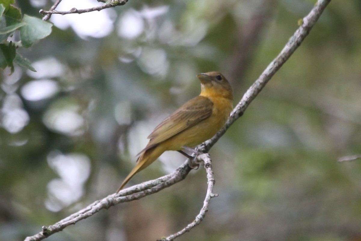 Summer Tanager - ML619892074