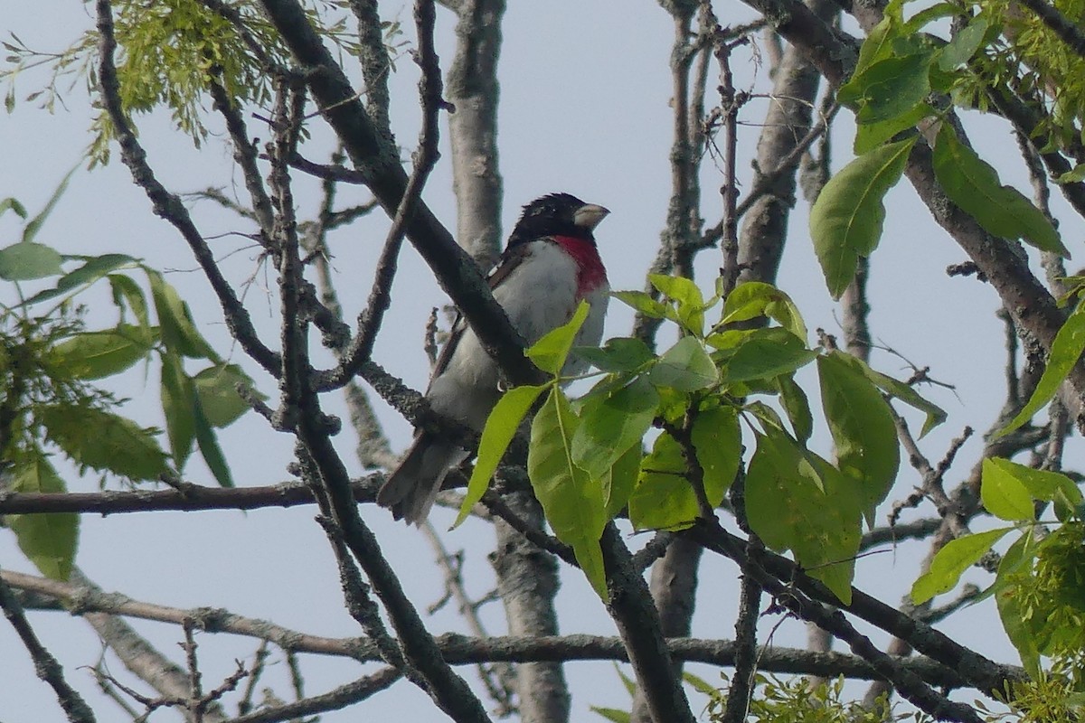 Rose-breasted Grosbeak - ML619892081