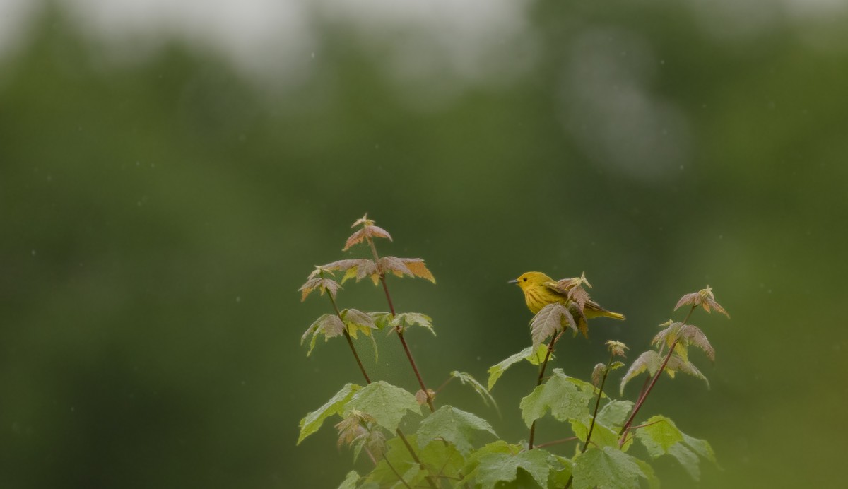 Yellow Warbler - ML619892084