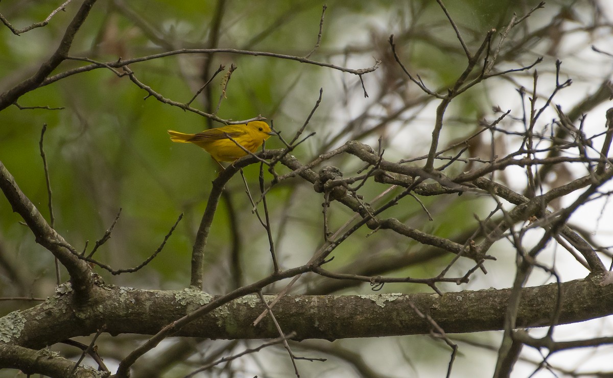 Paruline jaune - ML619892085