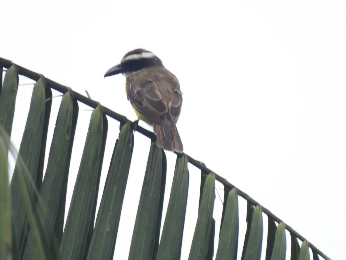 Boat-billed Flycatcher - ML619892086