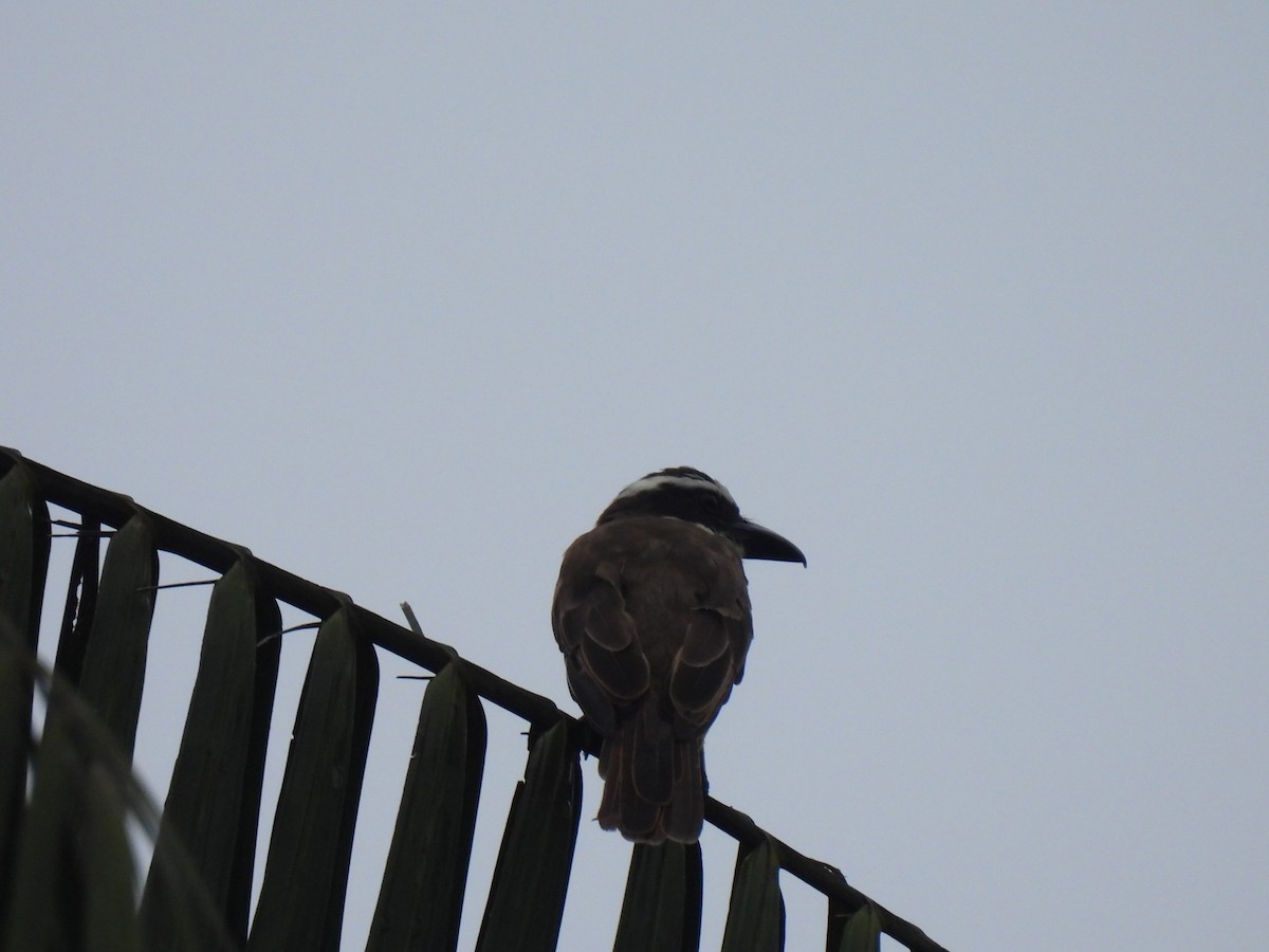 Boat-billed Flycatcher - ML619892088