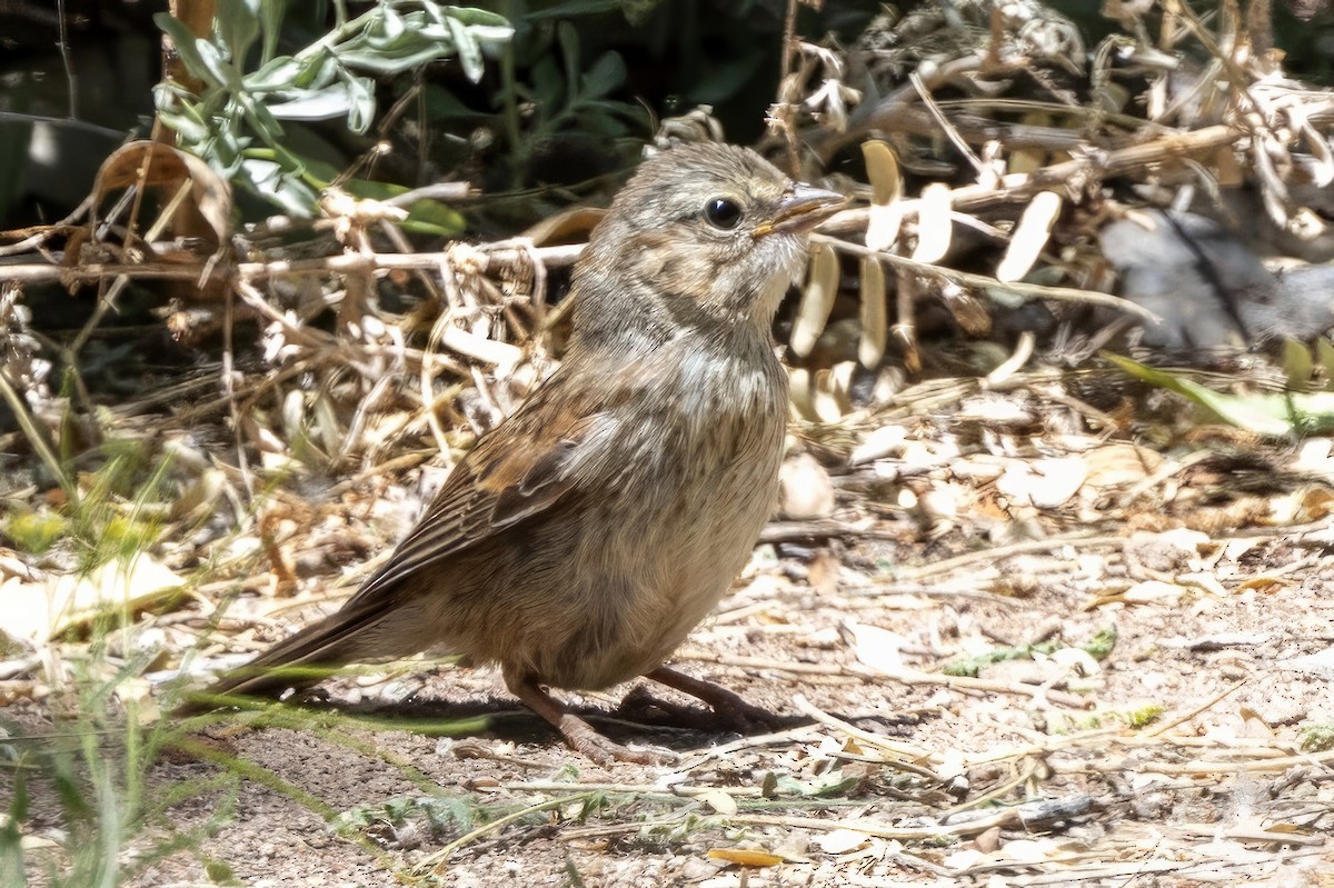 Song Sparrow - ML619892090