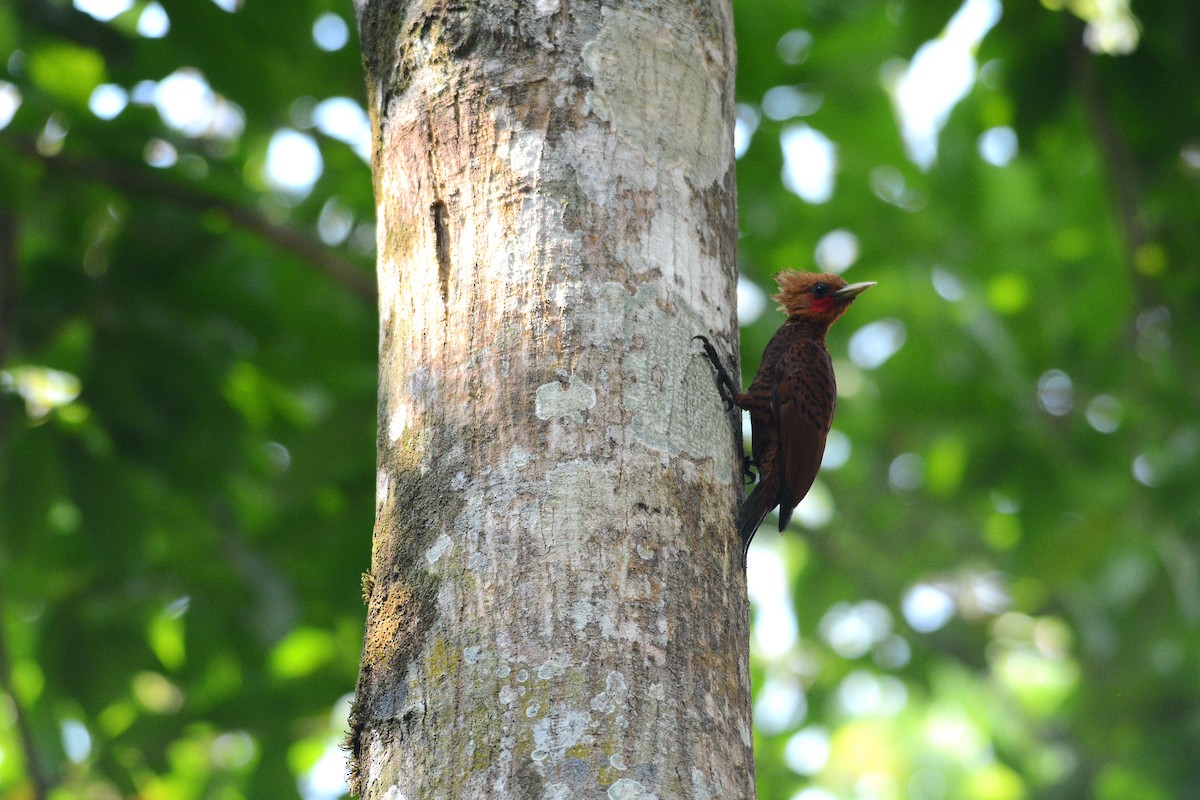 Chestnut-colored Woodpecker - ML619892110