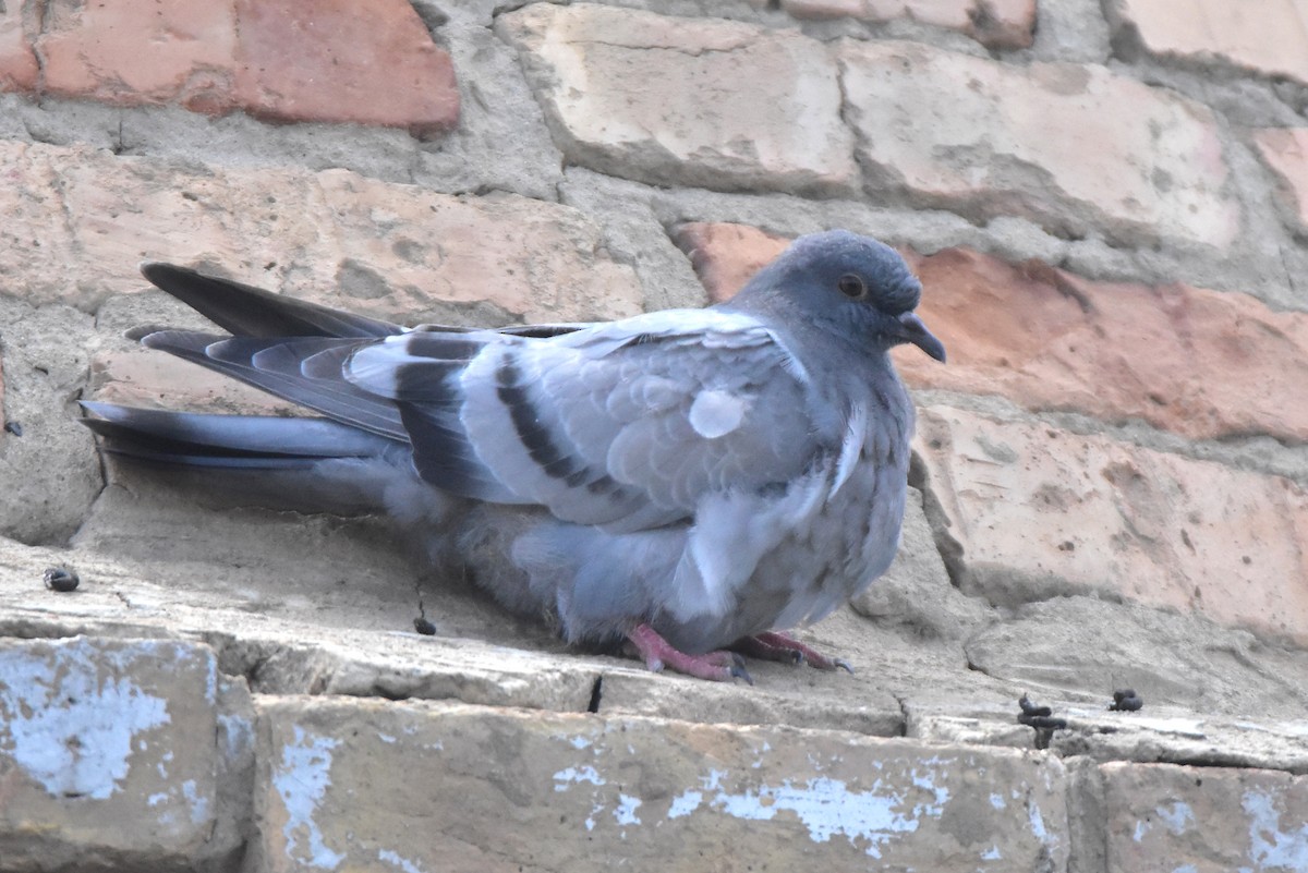 Rock Pigeon (Feral Pigeon) - ML619892130