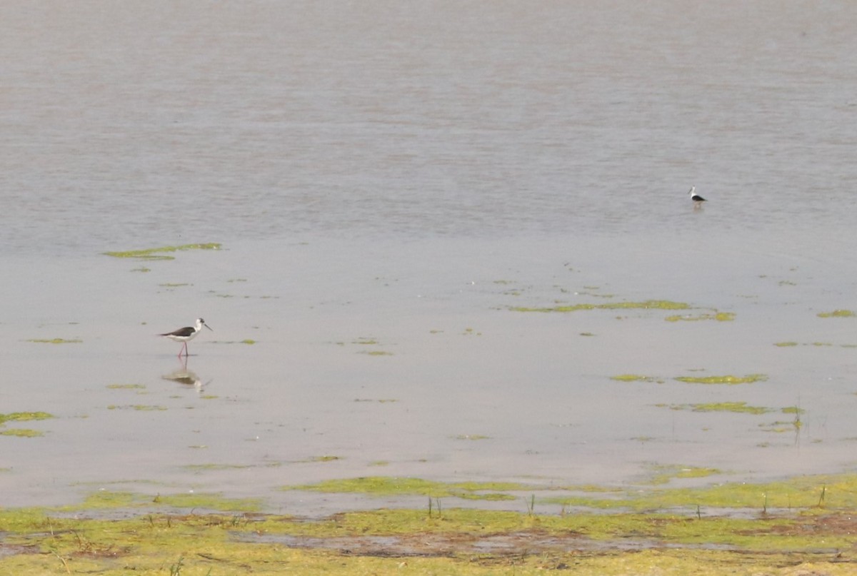 Black-winged Stilt - ML619892132