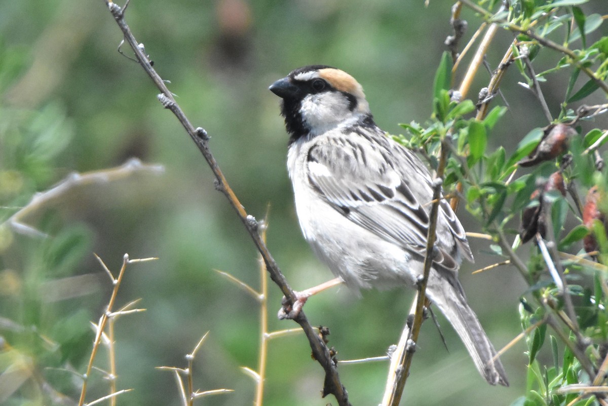 Saxaul Sparrow - Kudaibergen Amirekul