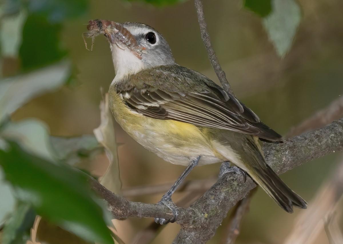 Cassin's Vireo - ML619892148