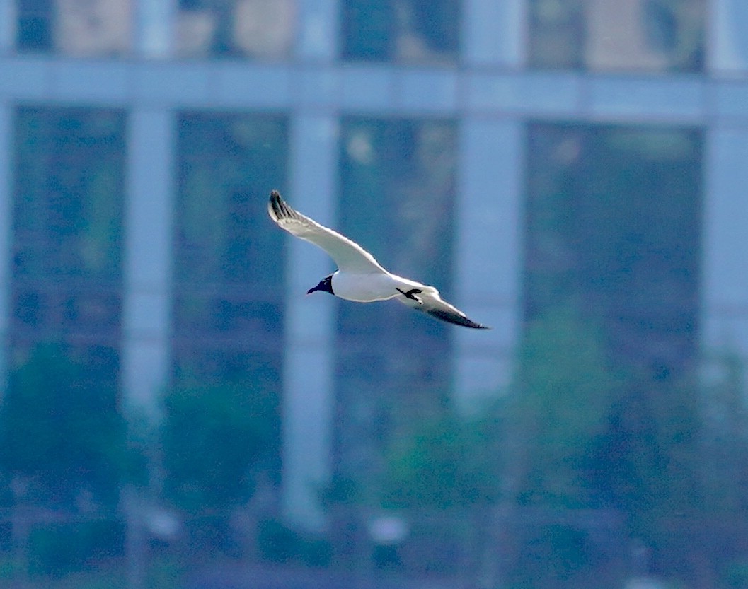 Laughing Gull - ML619892175