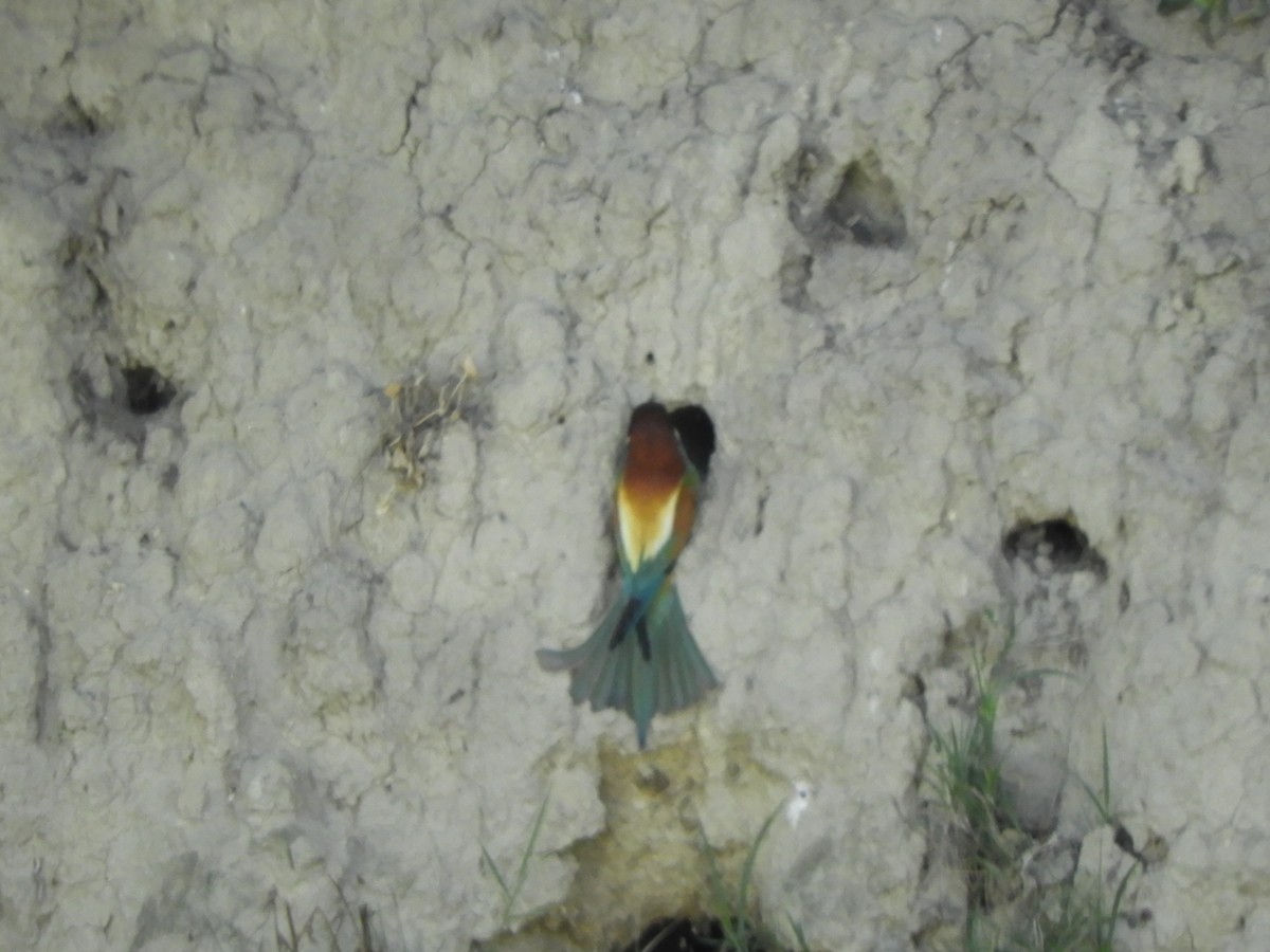 European Bee-eater - ML619892177