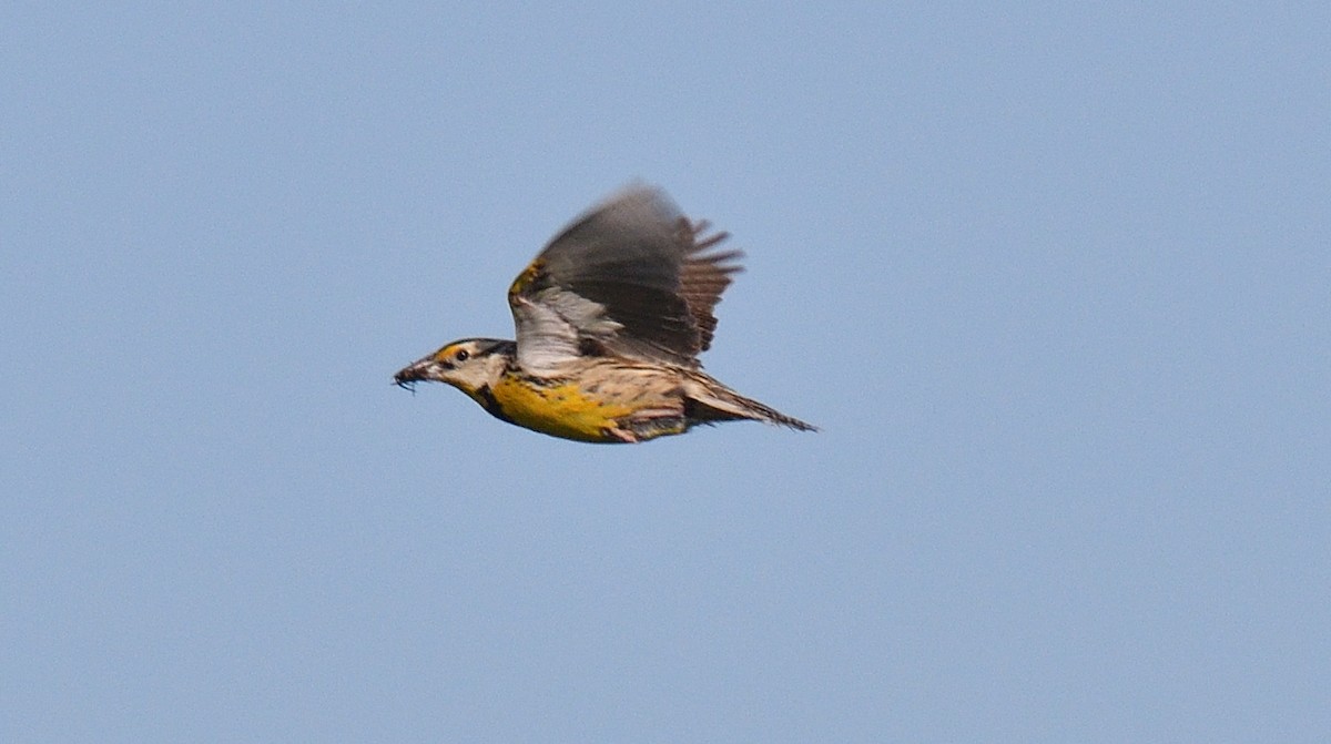 Eastern Meadowlark - ML619892182