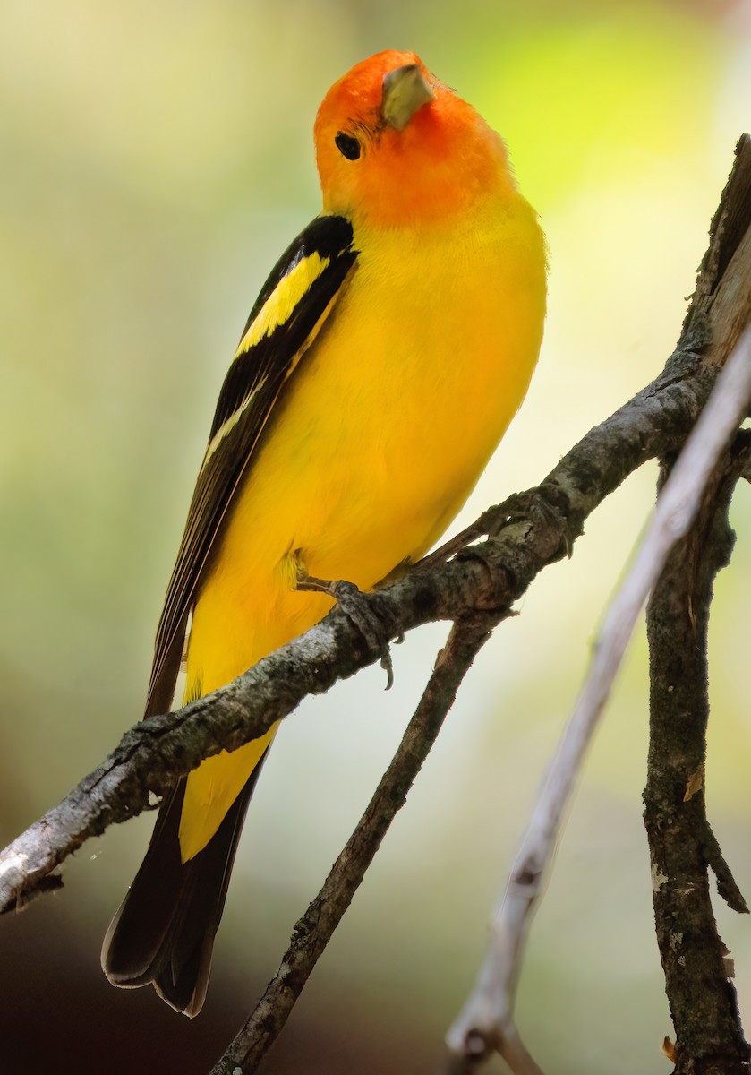 Western Tanager - ML619892188