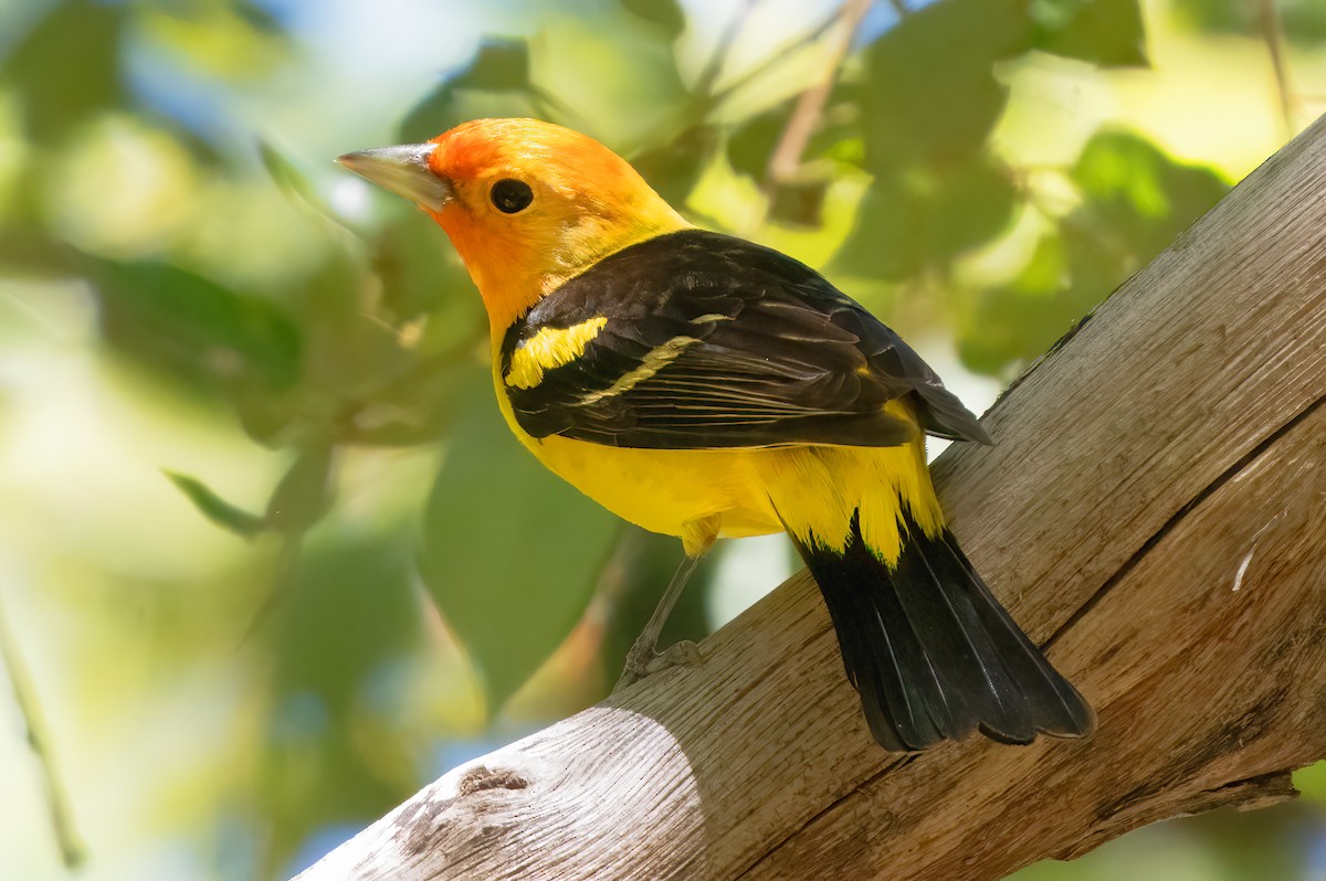 Western Tanager - ML619892189