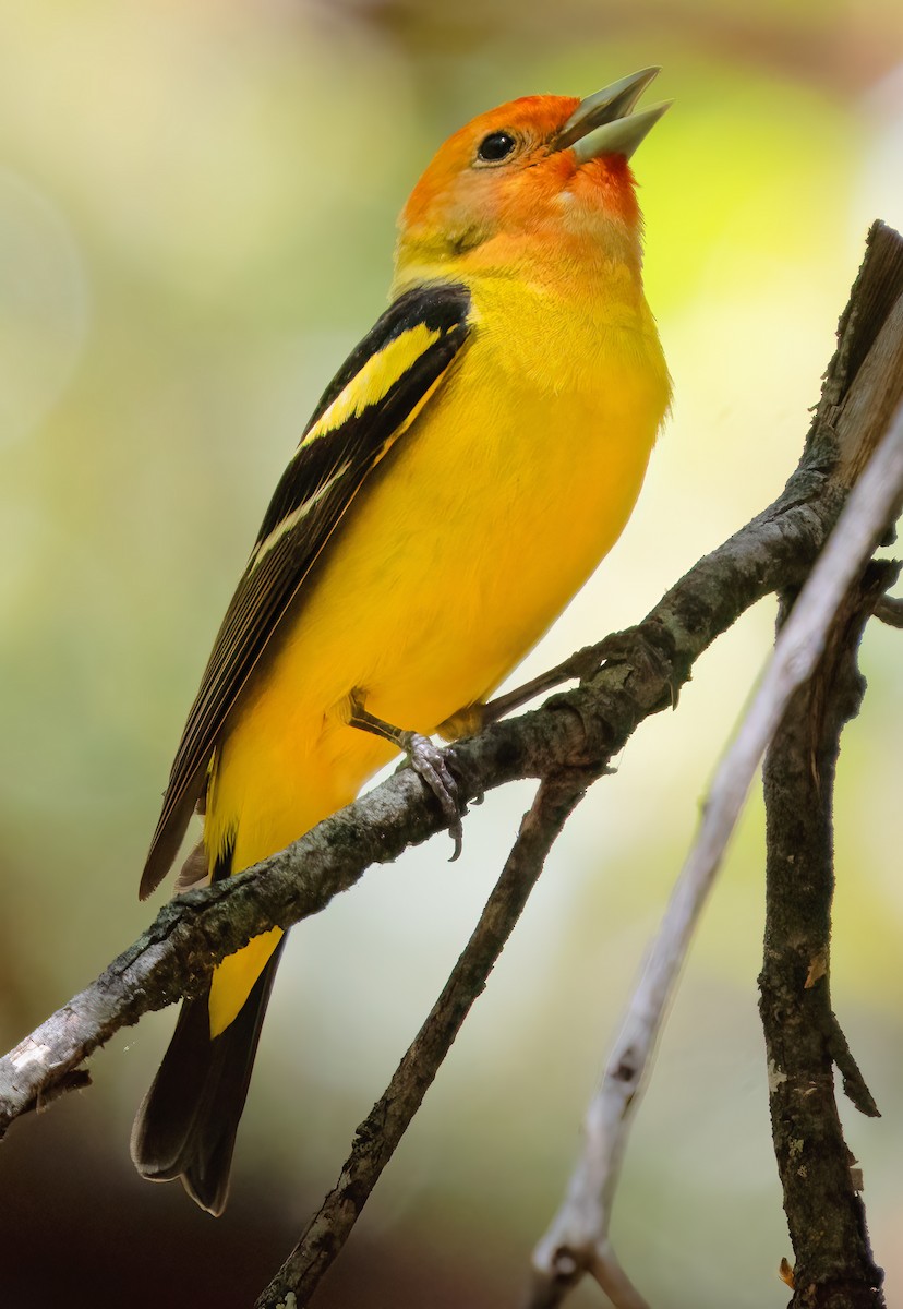 Western Tanager - ML619892190