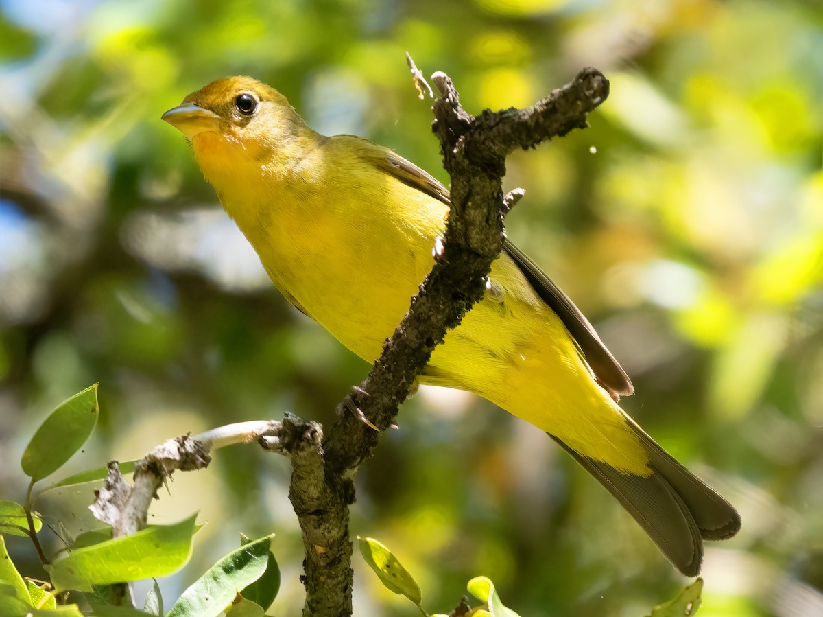 Western Tanager - ML619892195