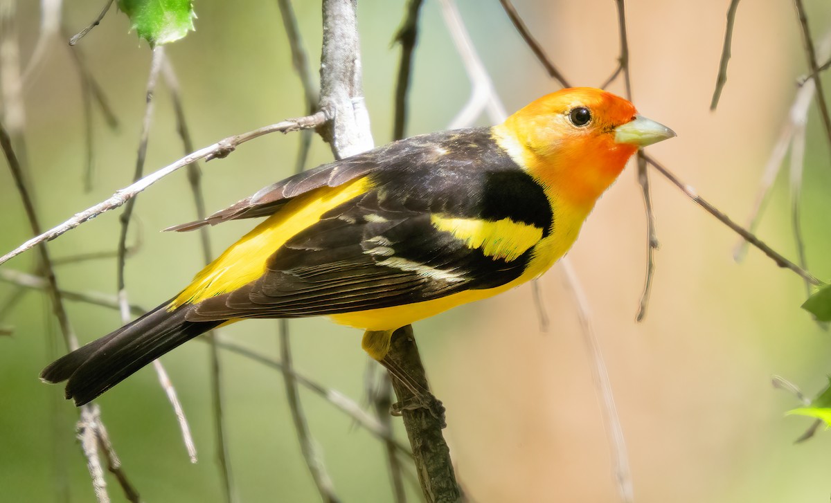 Western Tanager - ML619892196