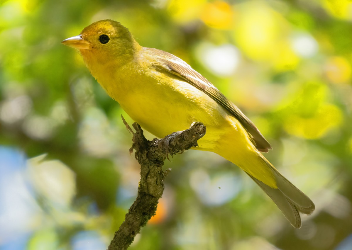 Western Tanager - ML619892197