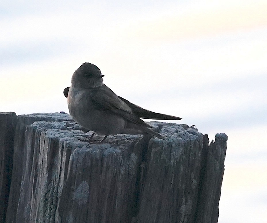 Northern Rough-winged Swallow - ML619892201