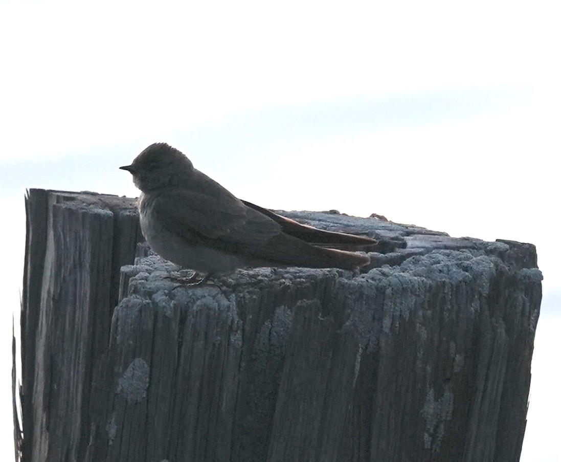 Northern Rough-winged Swallow - ML619892202