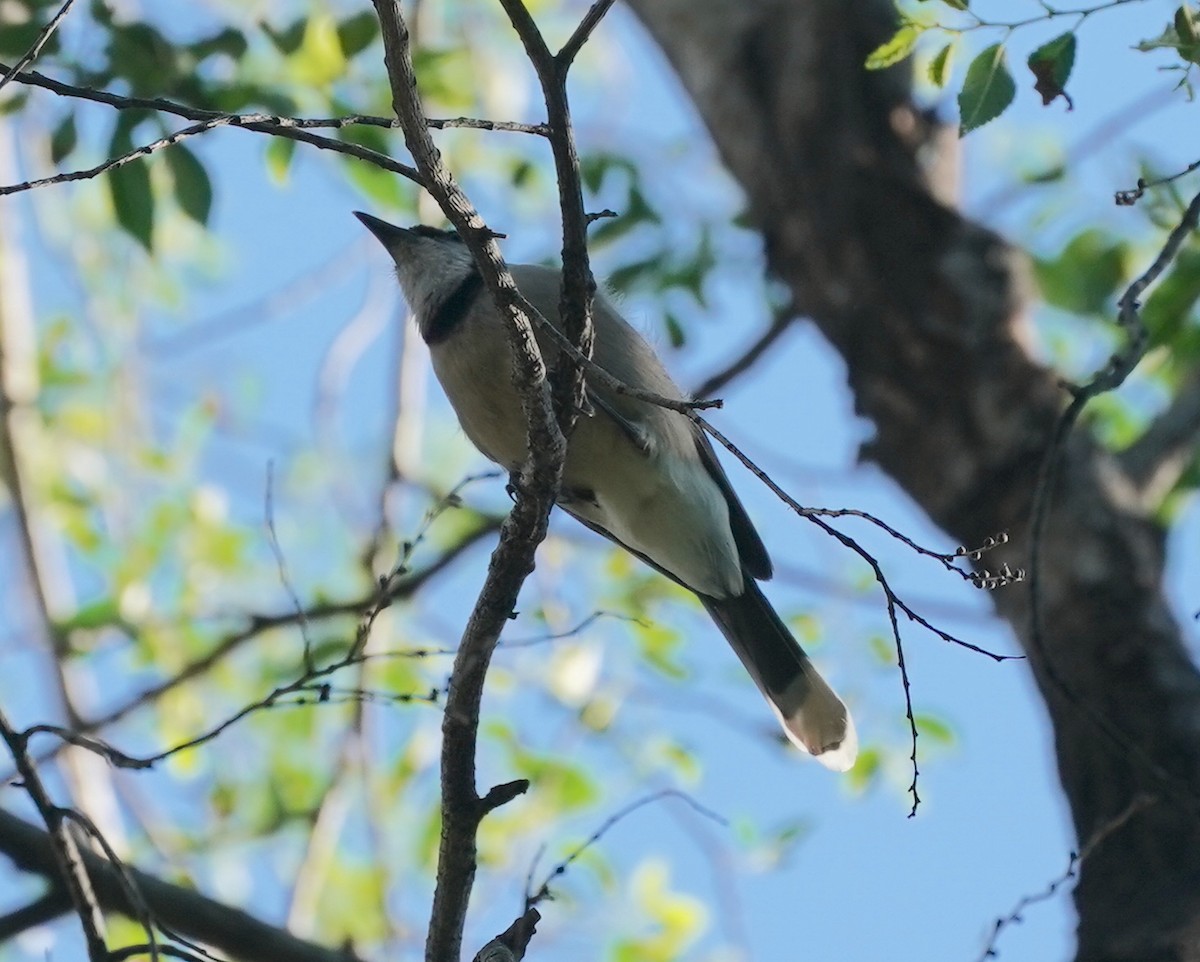 Blue Jay - ML619892204