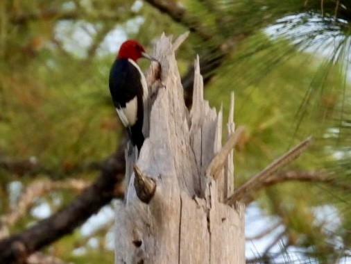 Red-headed Woodpecker - ML619892221