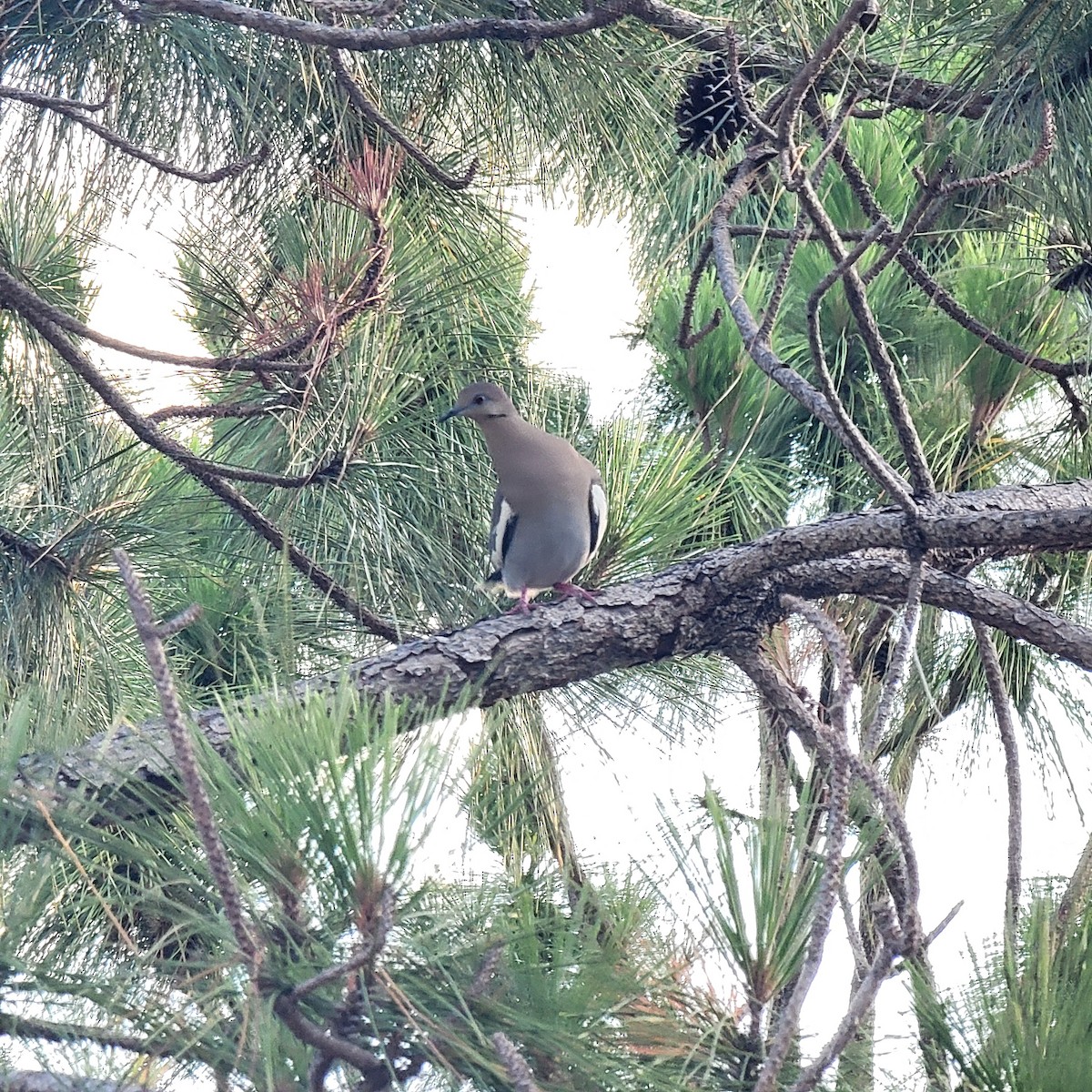 White-winged Dove - Brittany Mason