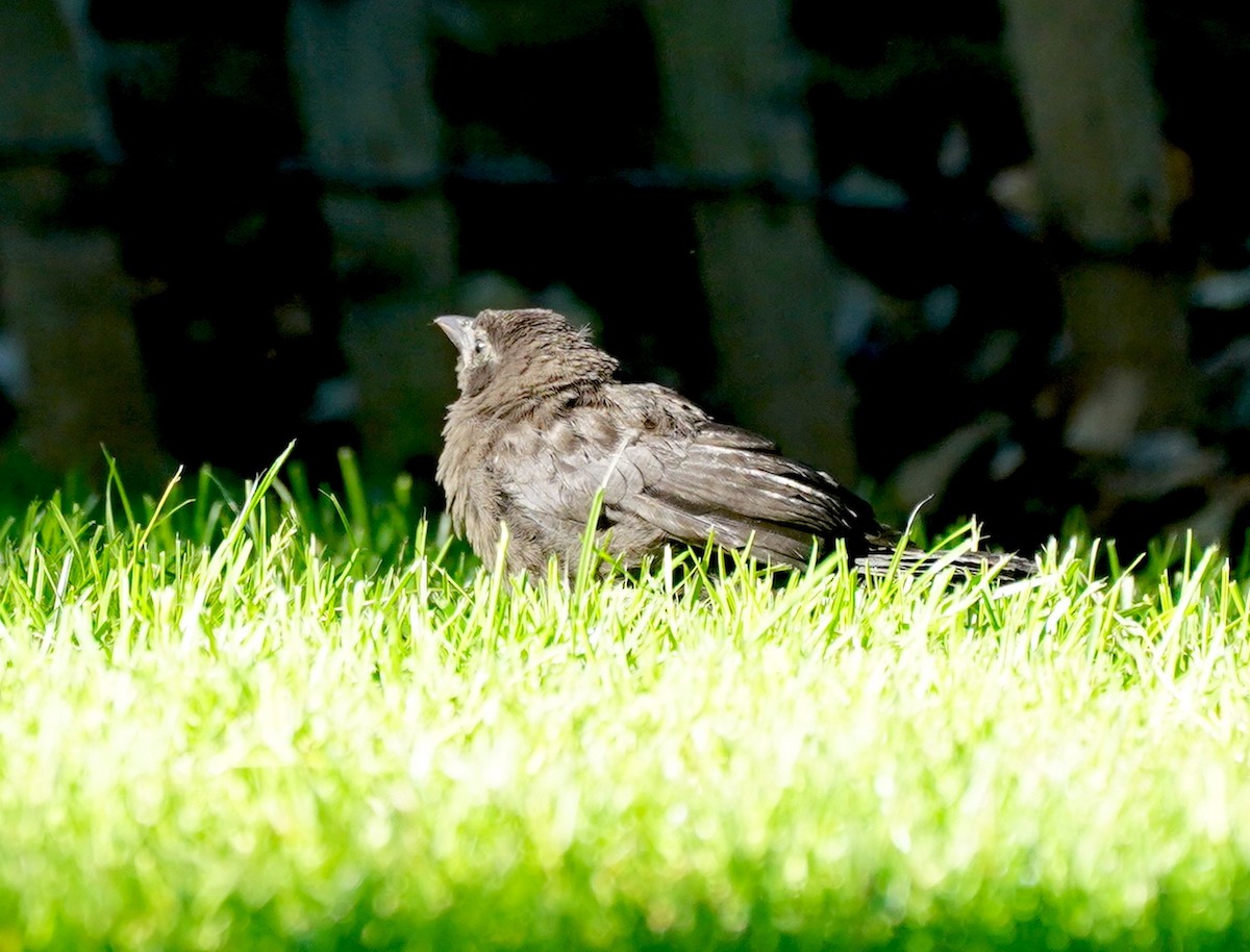 Common Grackle - ML619892234