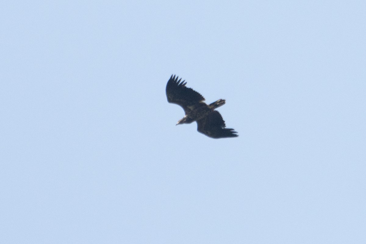 White-tailed Eagle - ML619892243