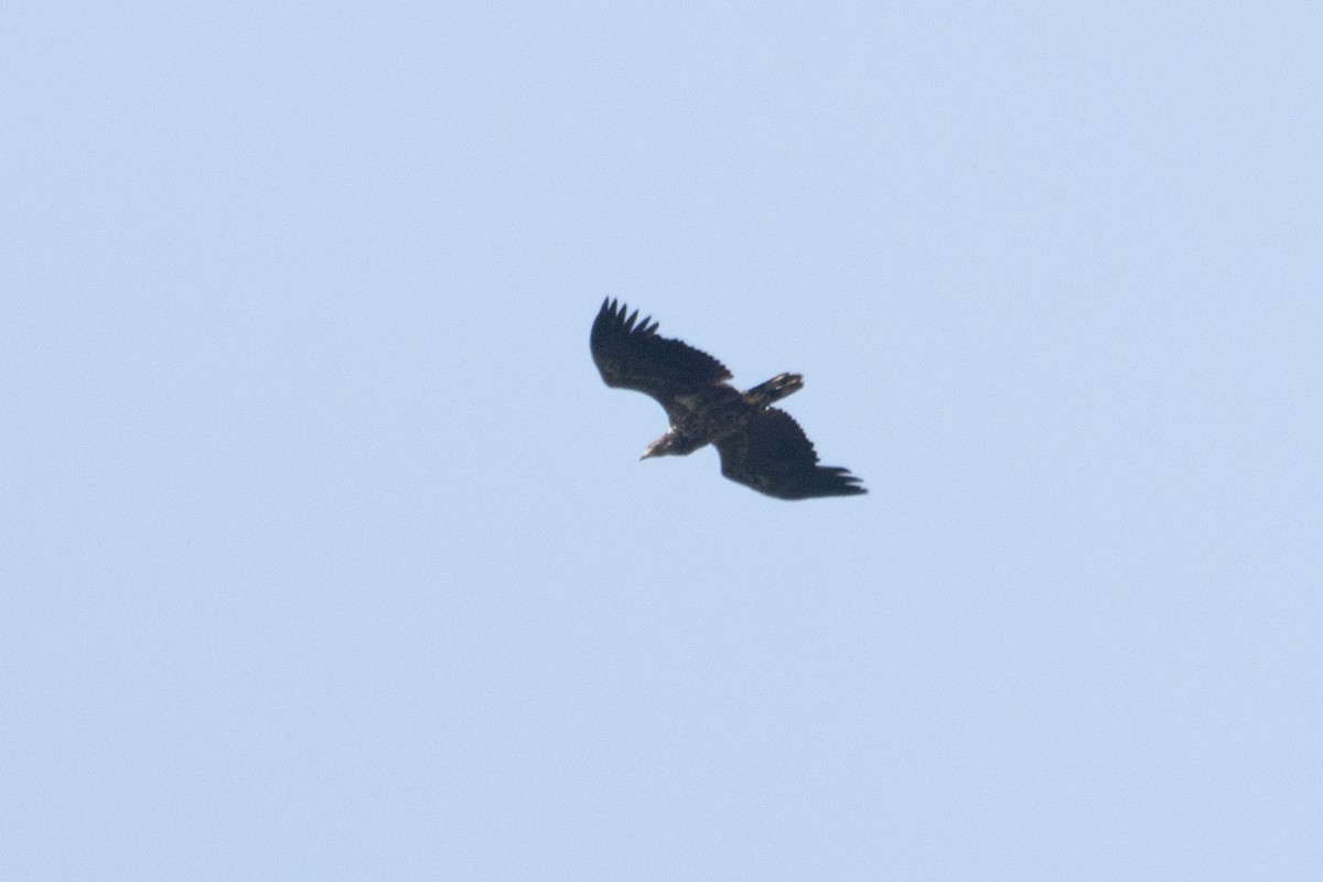 White-tailed Eagle - ML619892244