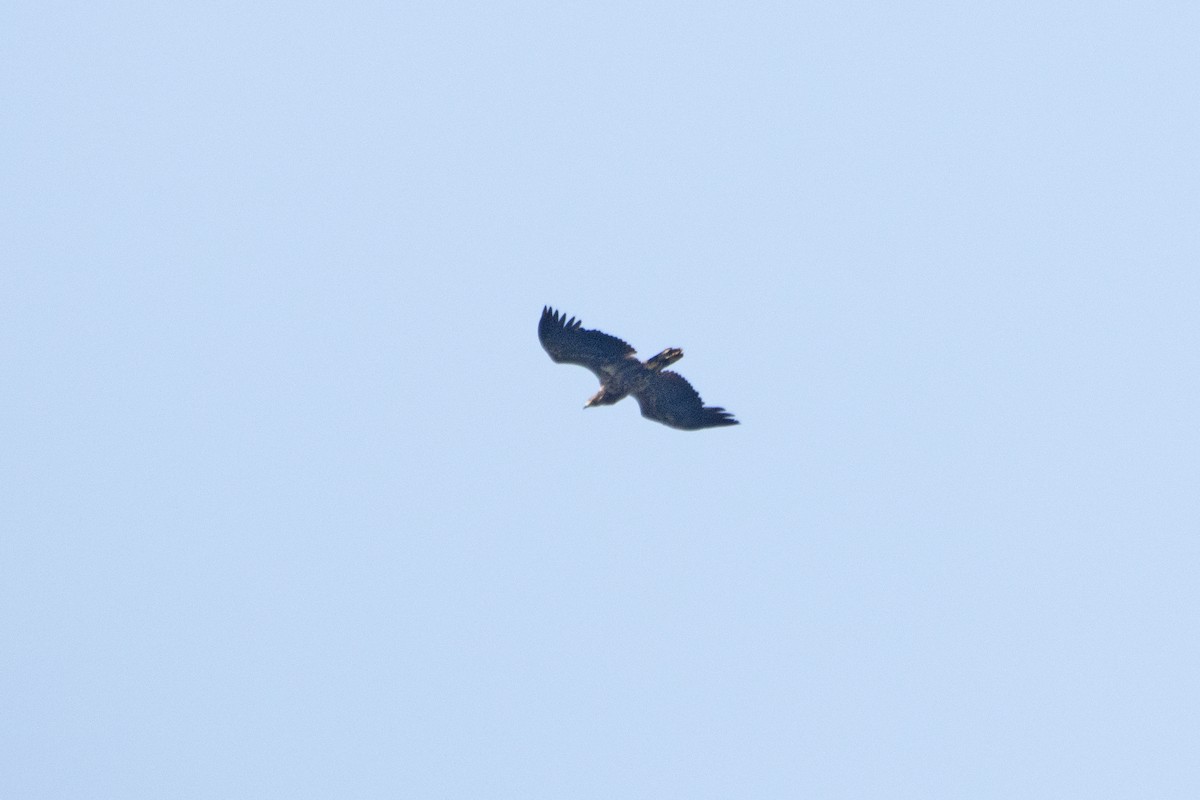 White-tailed Eagle - ML619892245