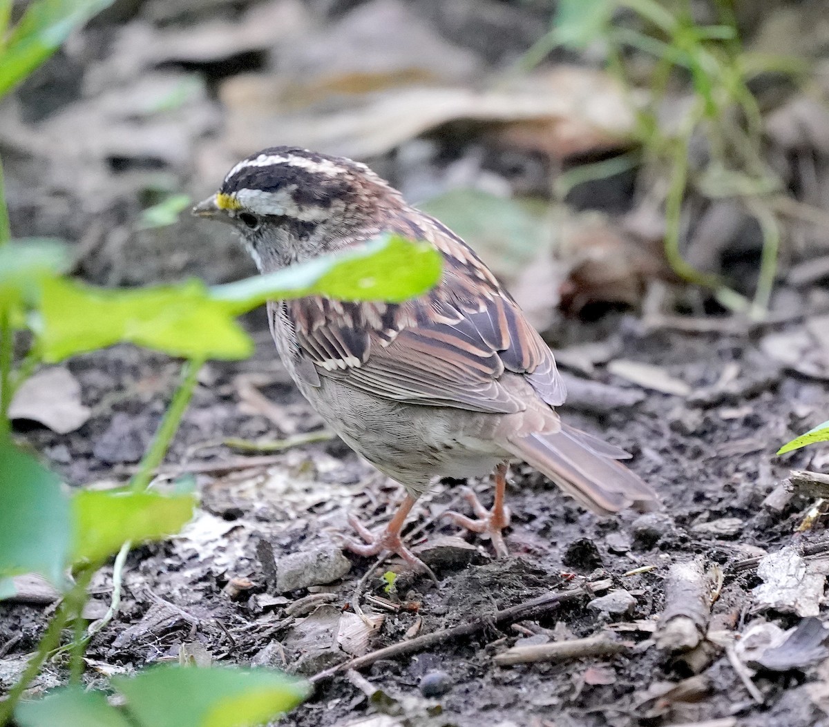 White-throated Sparrow - Ryan Serio