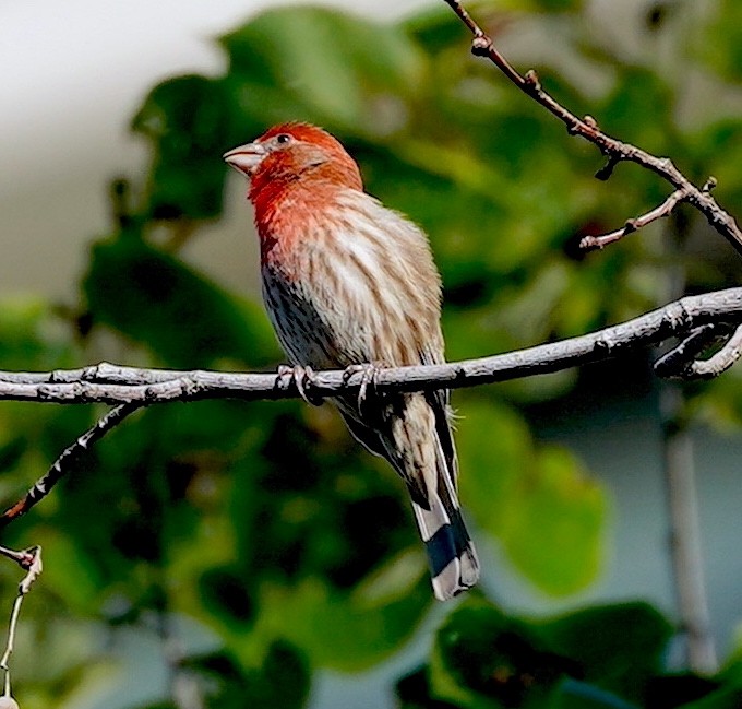 House Finch - ML619892254