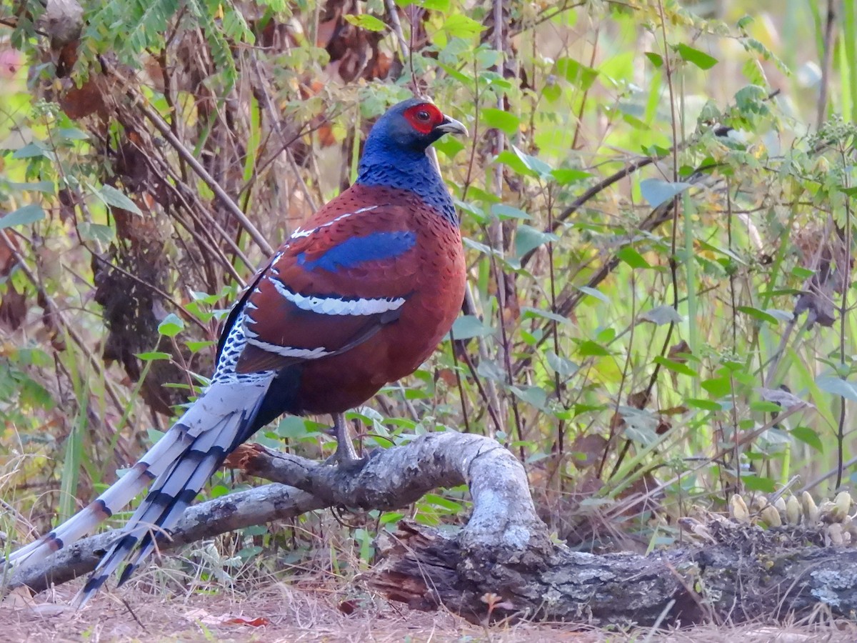 Mrs. Hume's Pheasant - ML619892256