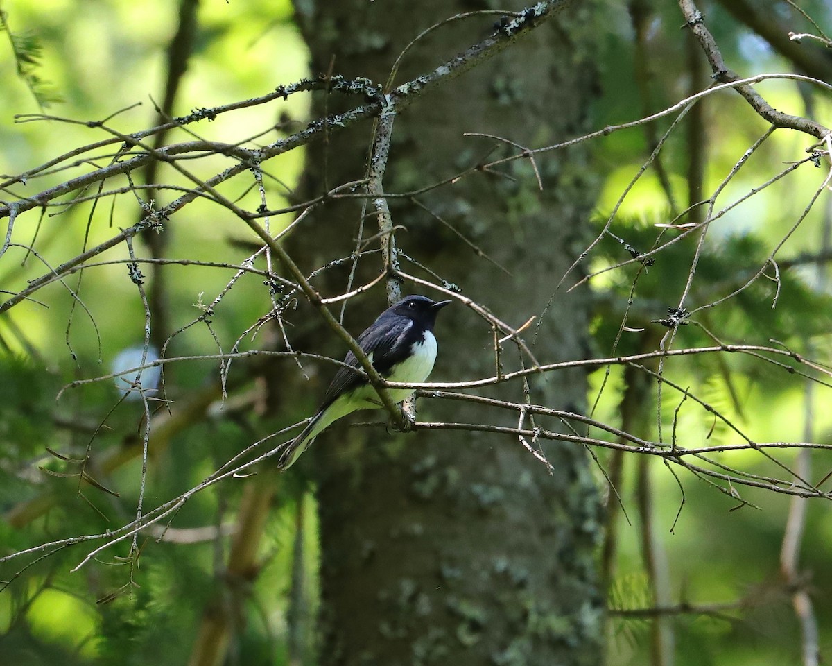 Black-and-white Warbler - ML619892258