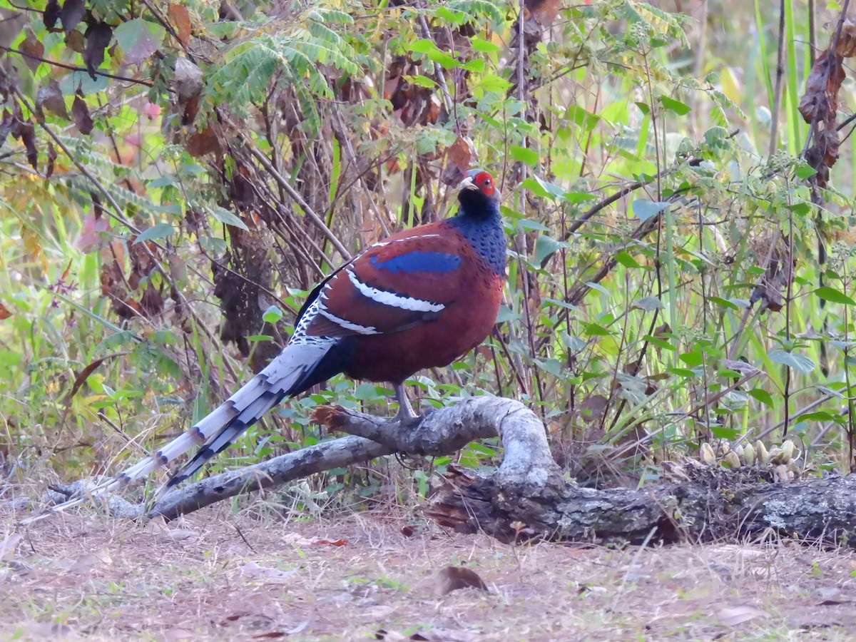 Mrs. Hume's Pheasant - ML619892259