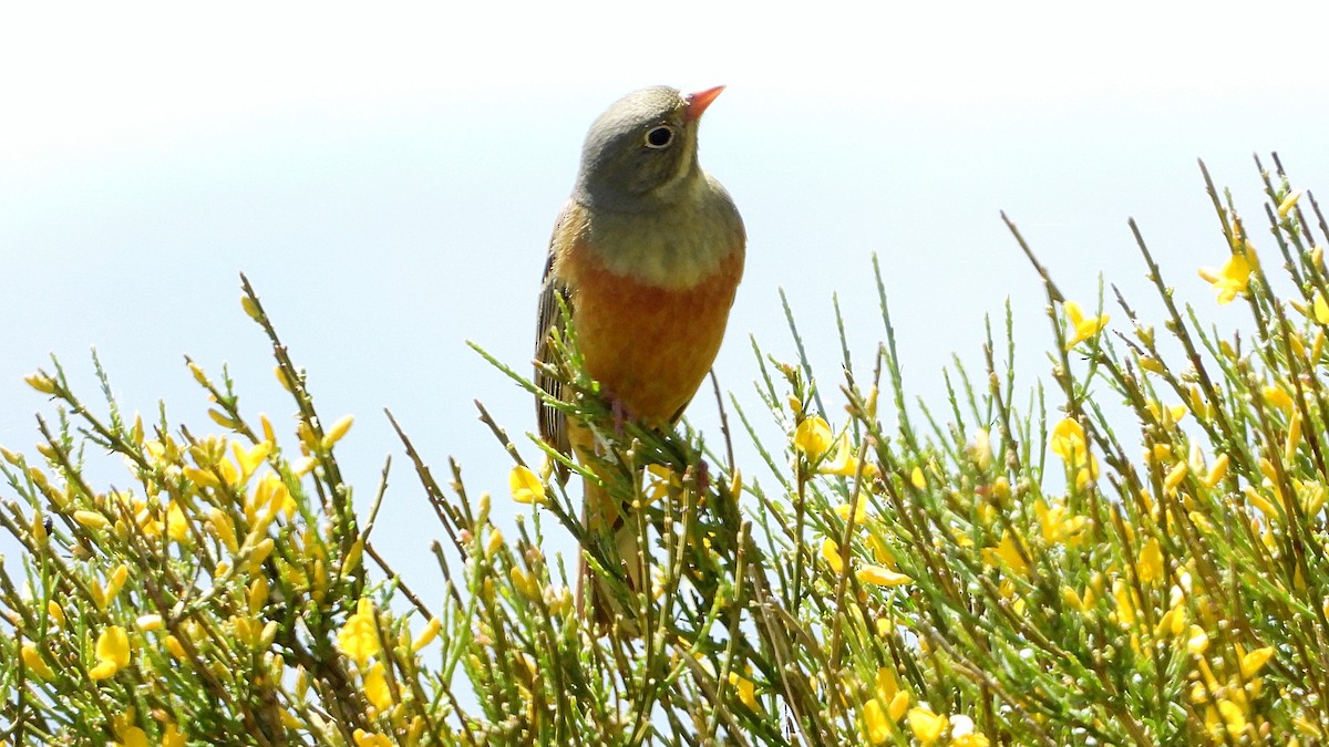 Ortolan Bunting - ML619892262