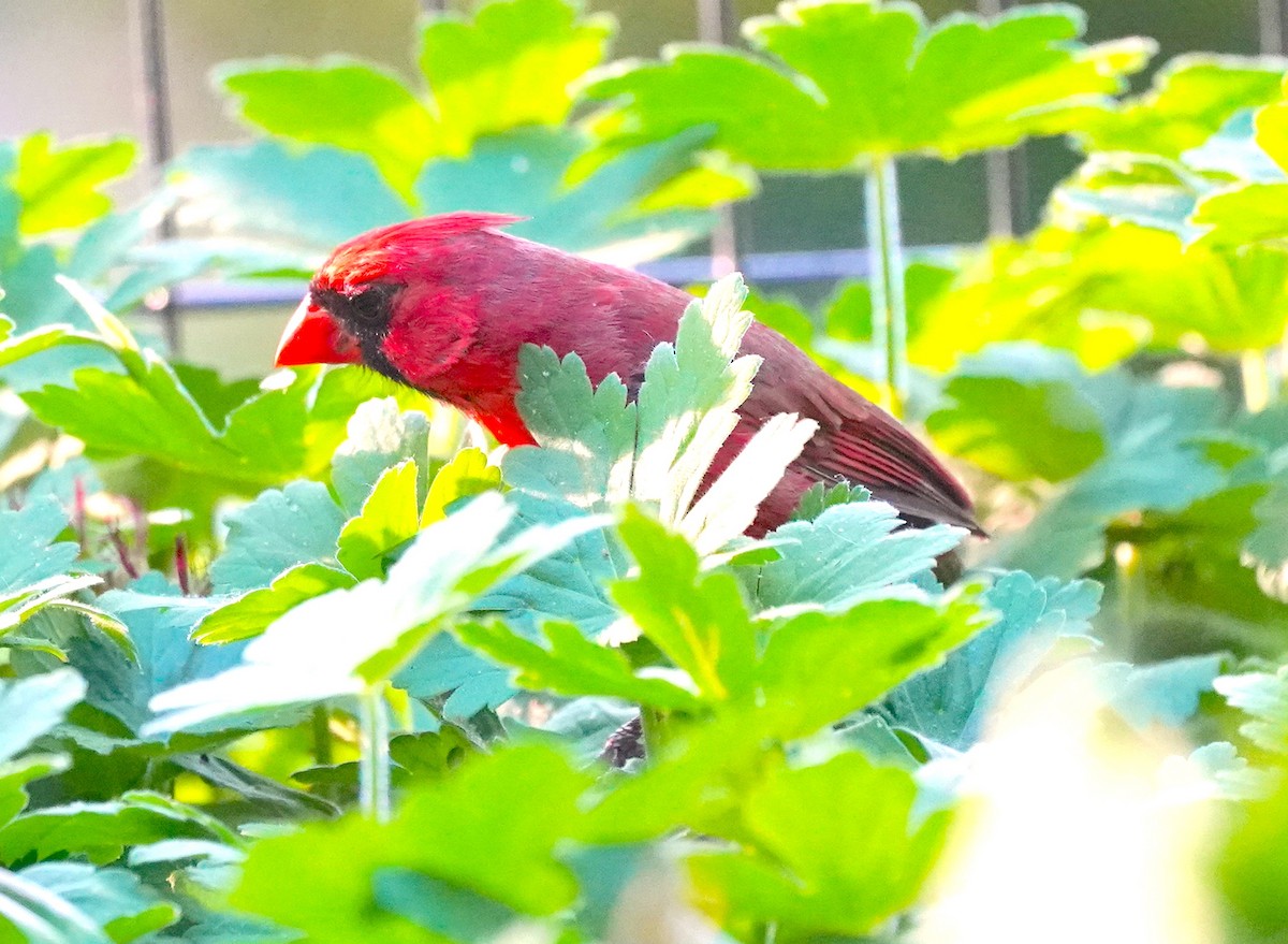 Northern Cardinal - ML619892269