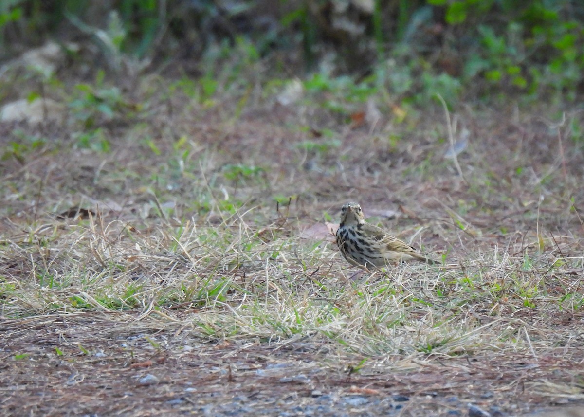 Olive-backed Pipit - ML619892270