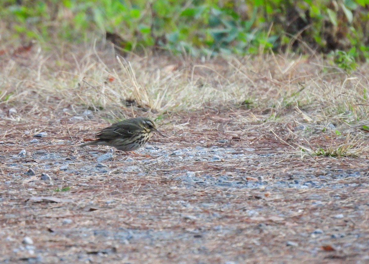 Olive-backed Pipit - ML619892271