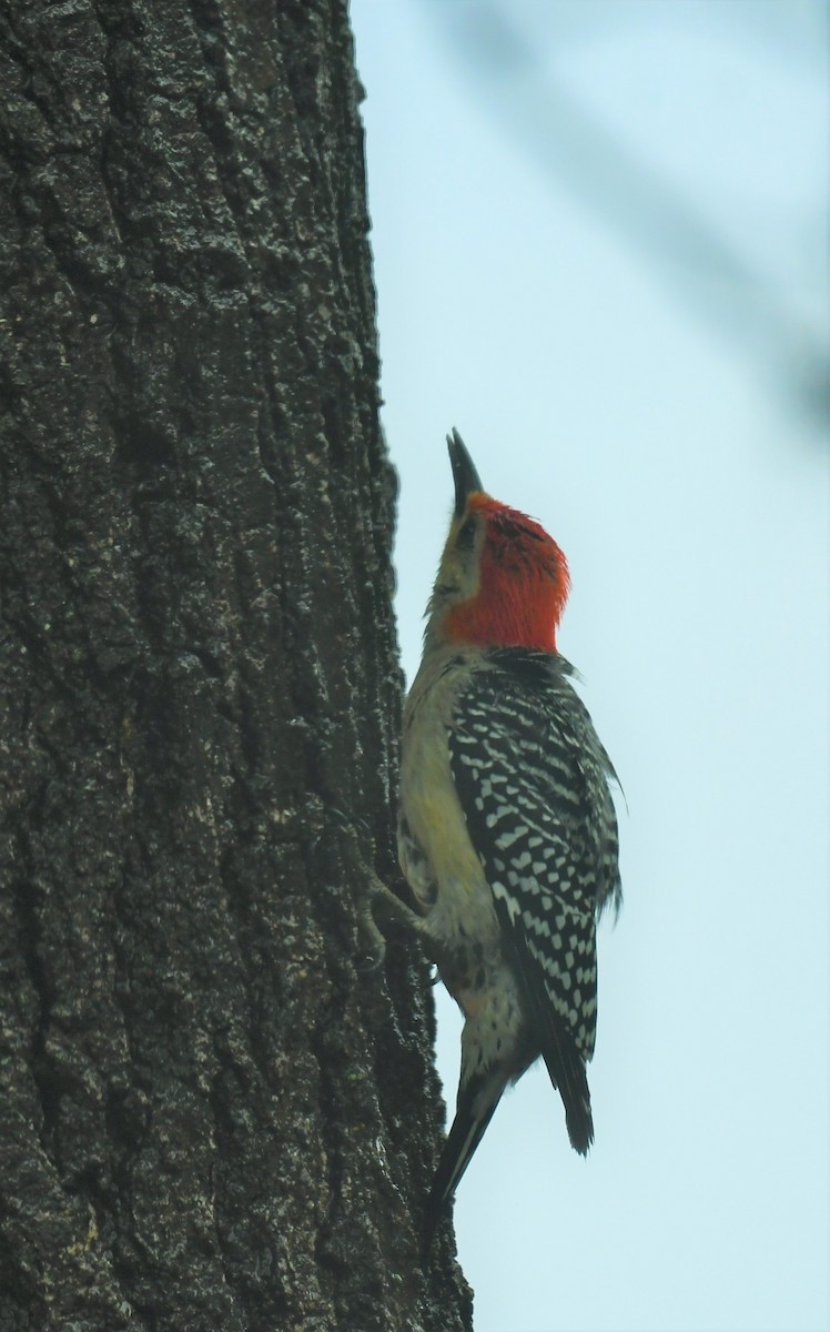 Red-bellied Woodpecker - ML619892272