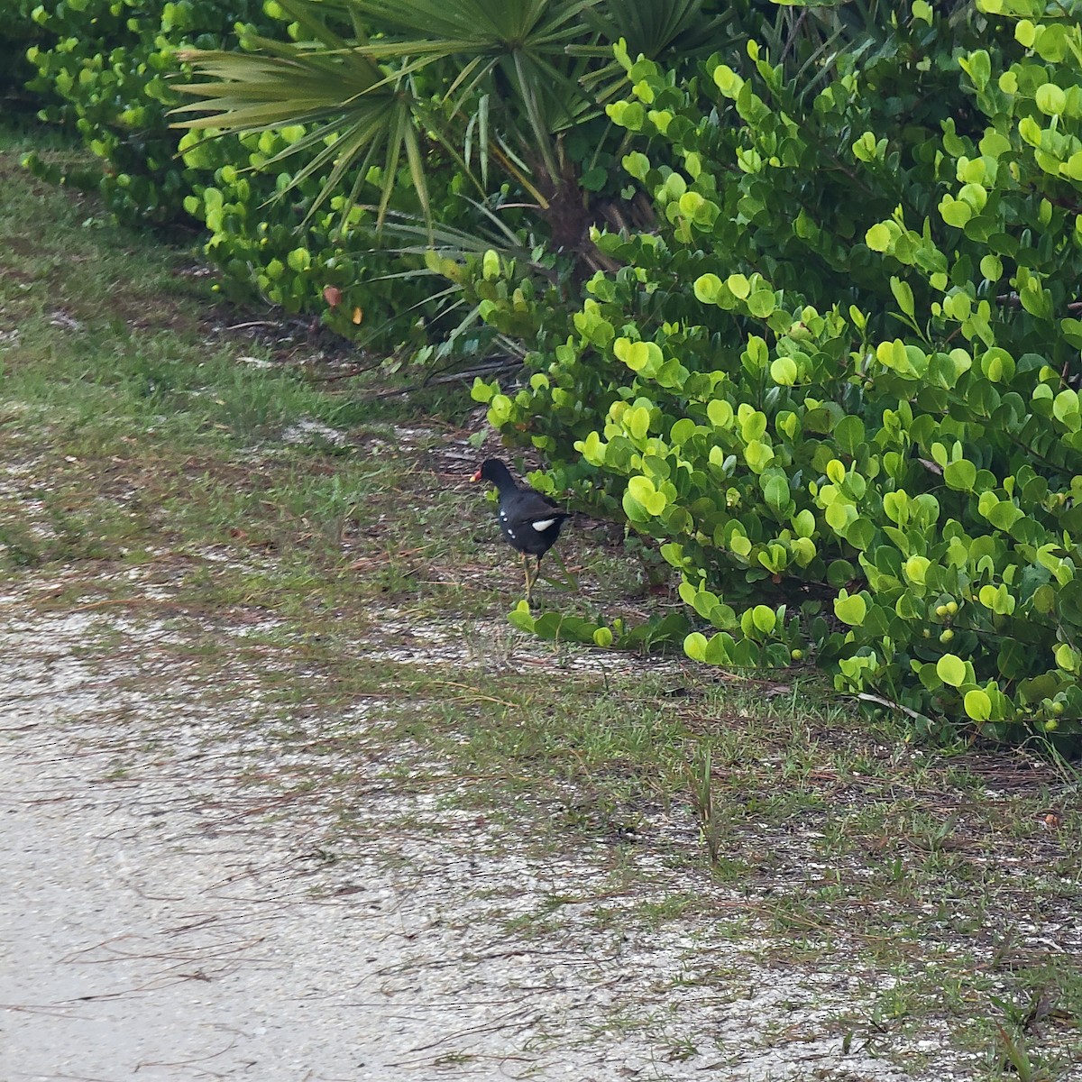 Common Gallinule - ML619892273