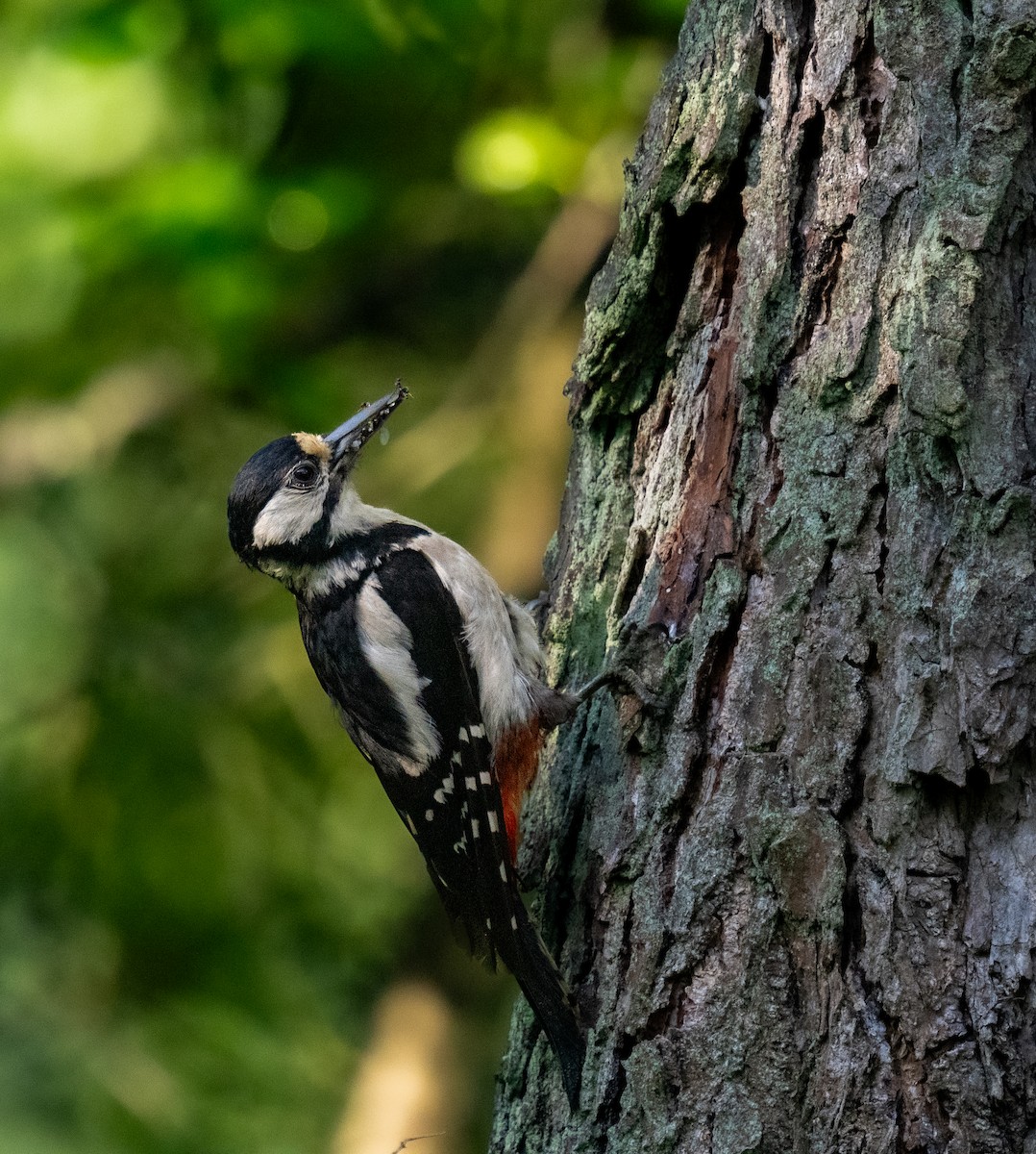 Great Spotted Woodpecker - ML619892275