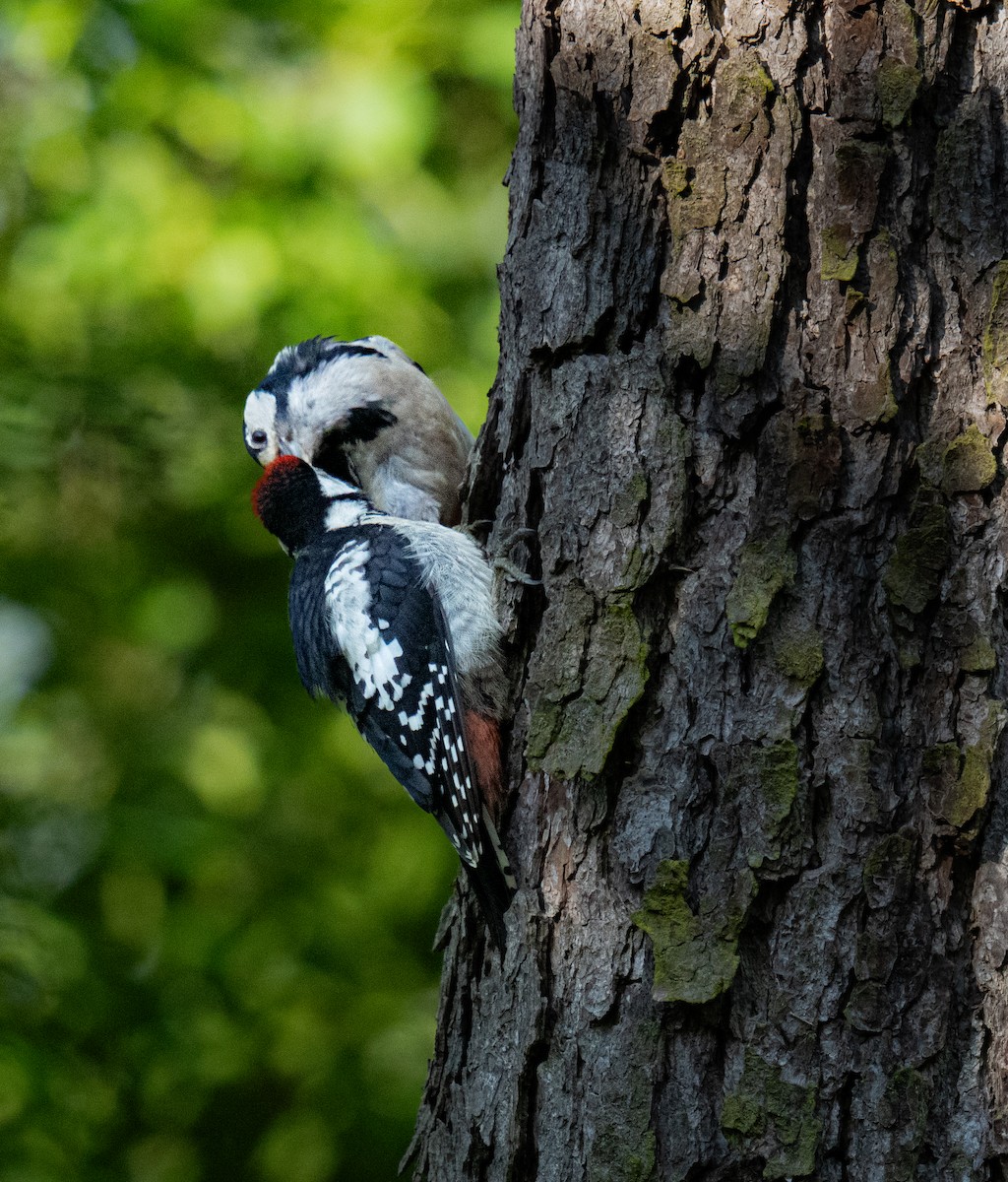 Great Spotted Woodpecker - ML619892276