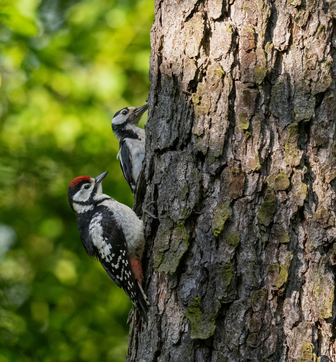 Great Spotted Woodpecker - ML619892277