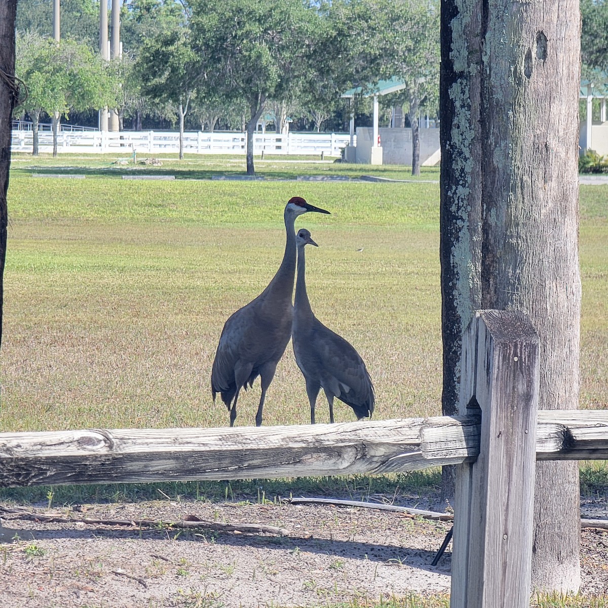 Sandhill Crane - ML619892285