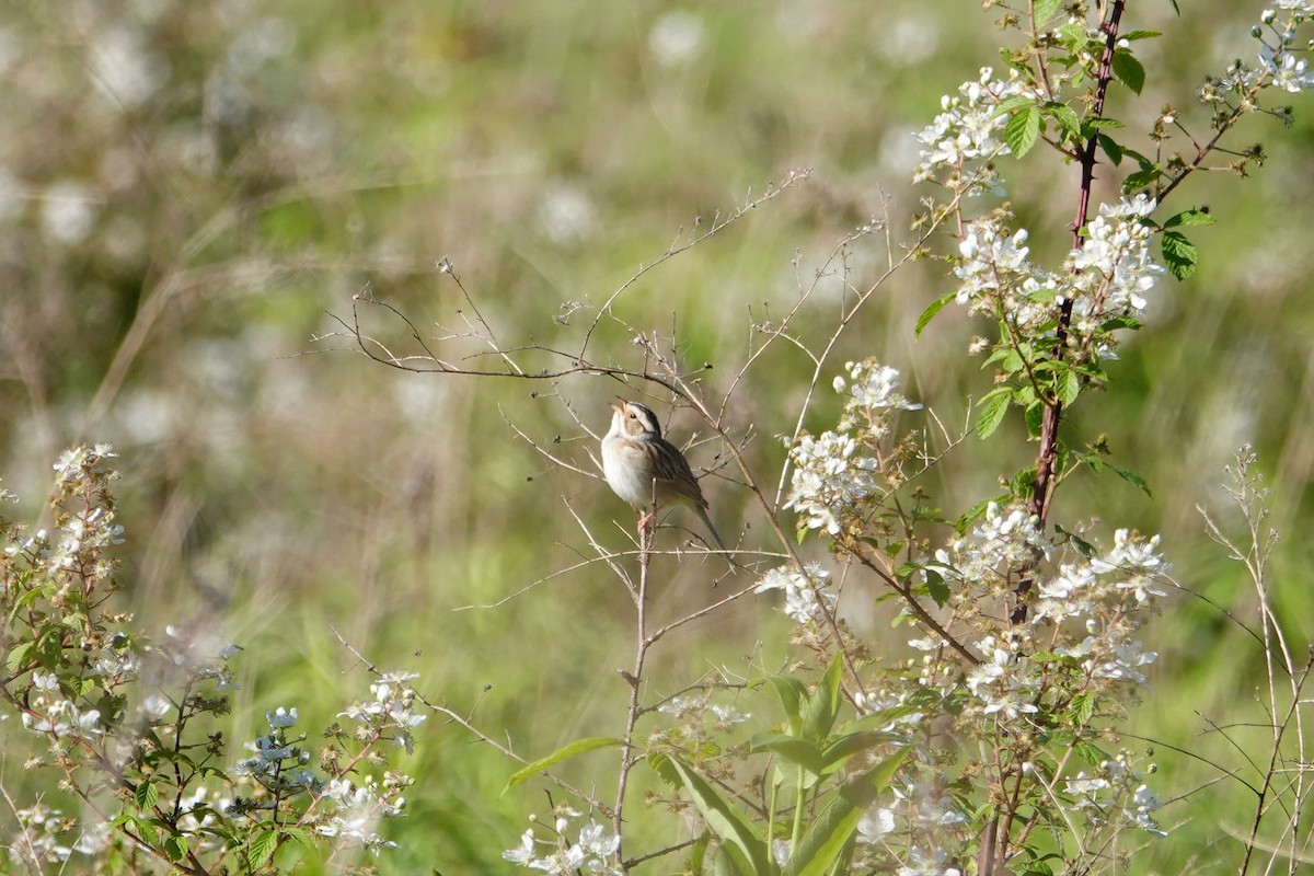 Clay-colored Sparrow - ML619892295