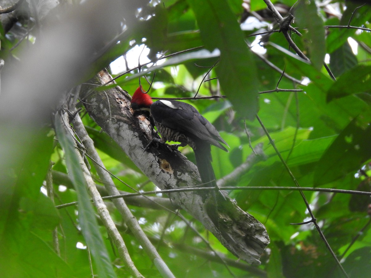 Lineated Woodpecker - ML619892301