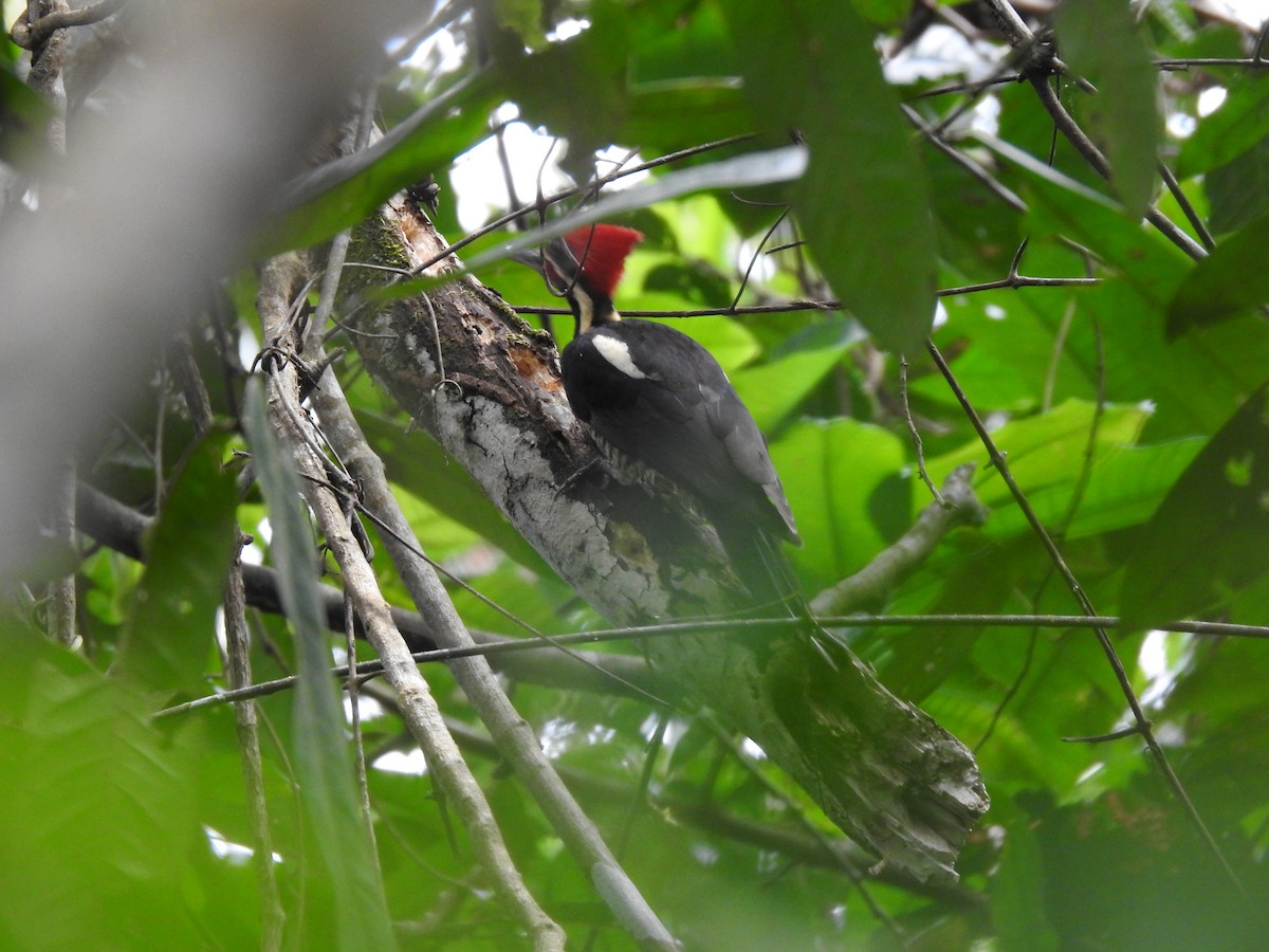 Lineated Woodpecker - ML619892302